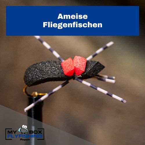Ameise Fliege, Fliegenfischen 01 Ameise Fliege, Forelle Sommer
