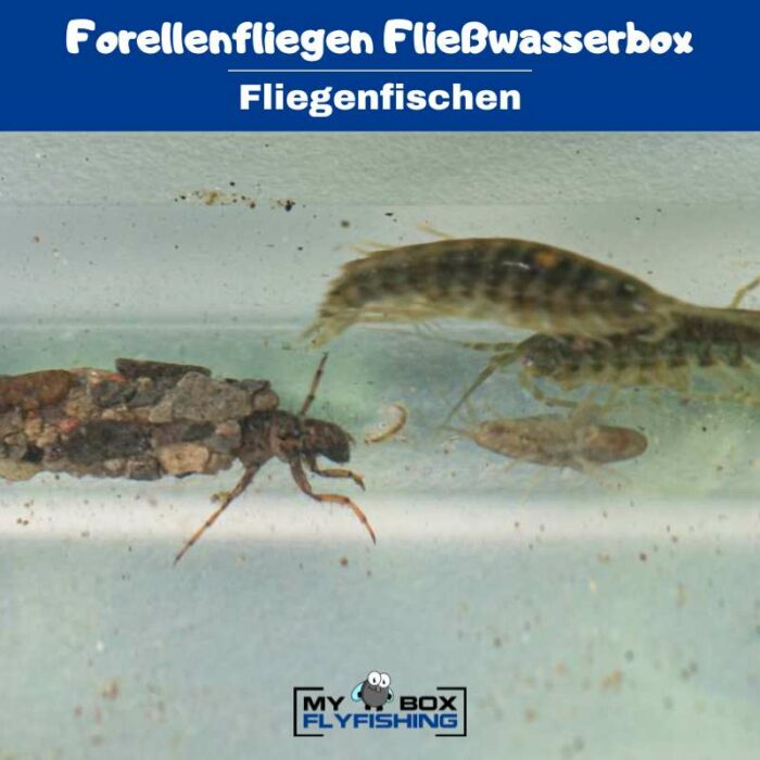 Forellenfliegen Fließwasserbox – Bild 2