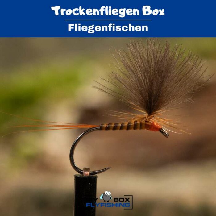 Trockenfliegen Box